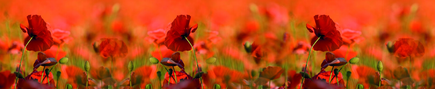 026_Mohn 1